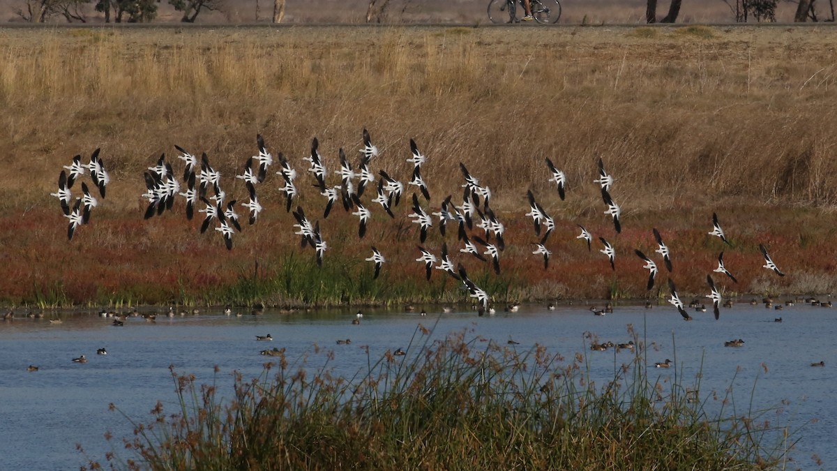 American Avocet - ML646590366