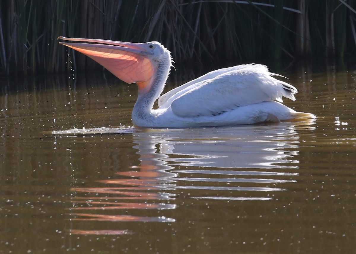 שקנאי אמריקני - ML646590367