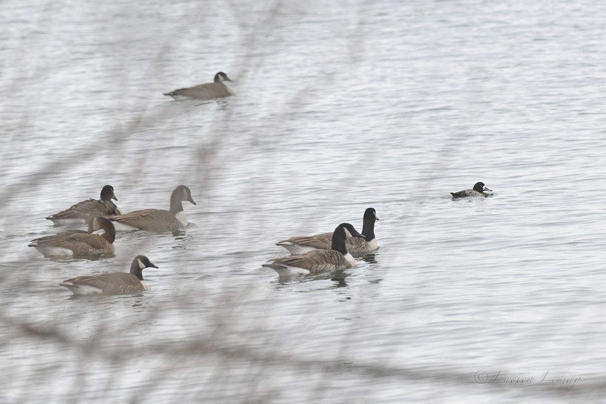 Морская чернеть - ML646590369