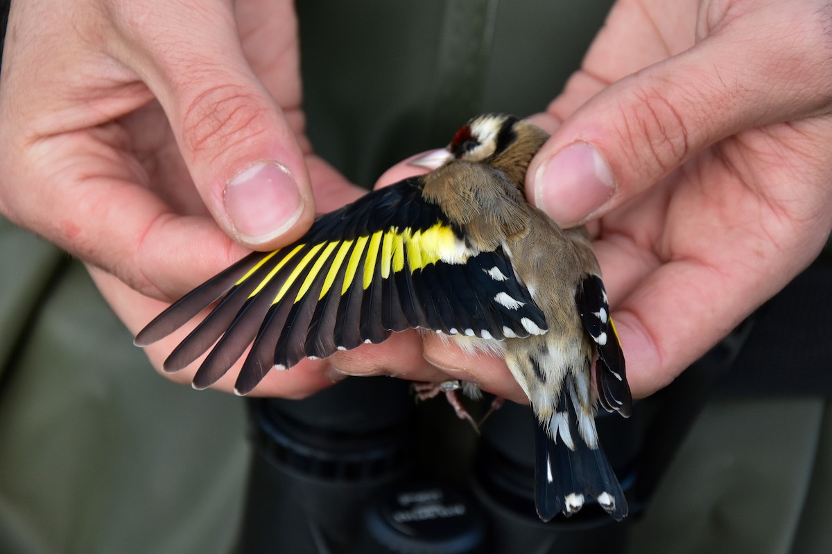 European Goldfinch - ML646590370