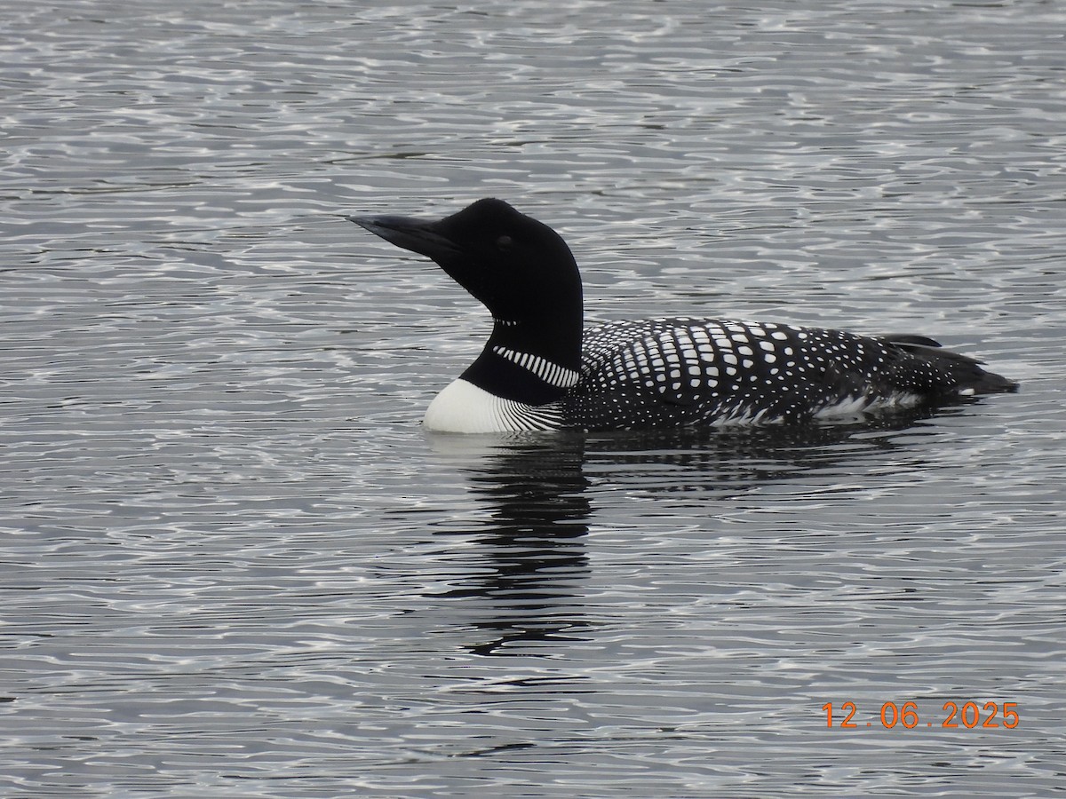 Черноклювая гагара - ML646590371