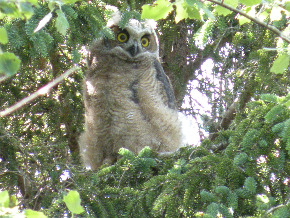 Great Horned Owl - ML646590374
