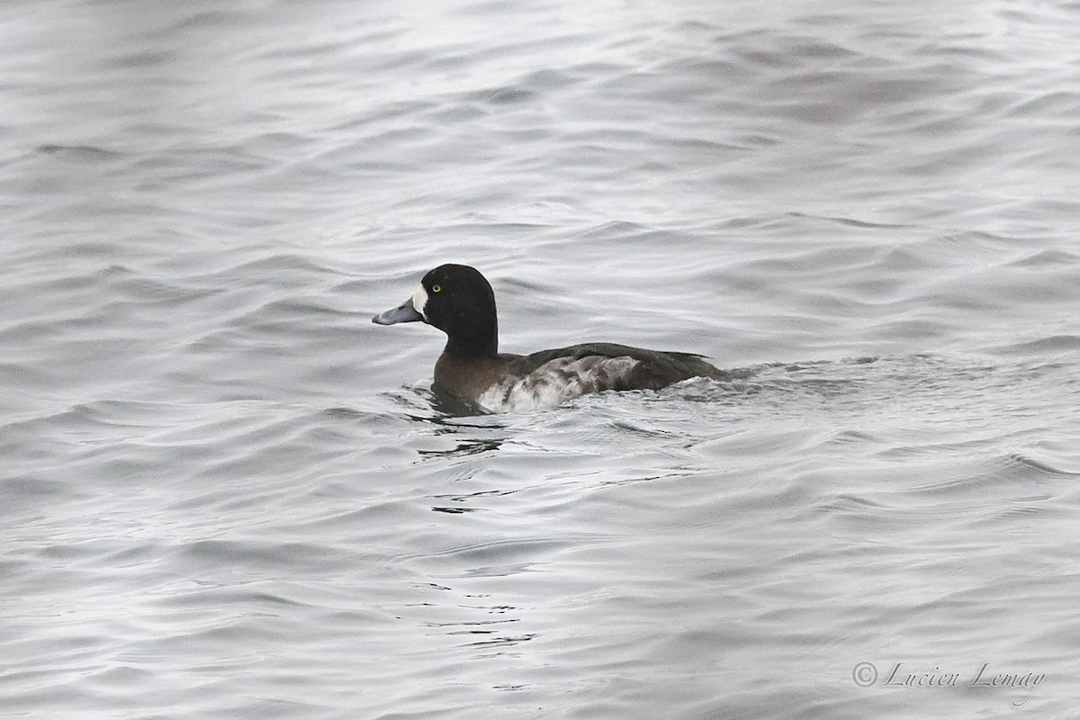 Морская чернеть - ML646590375