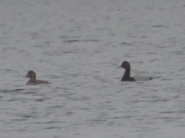 Murgilari burugorria - ML646590376