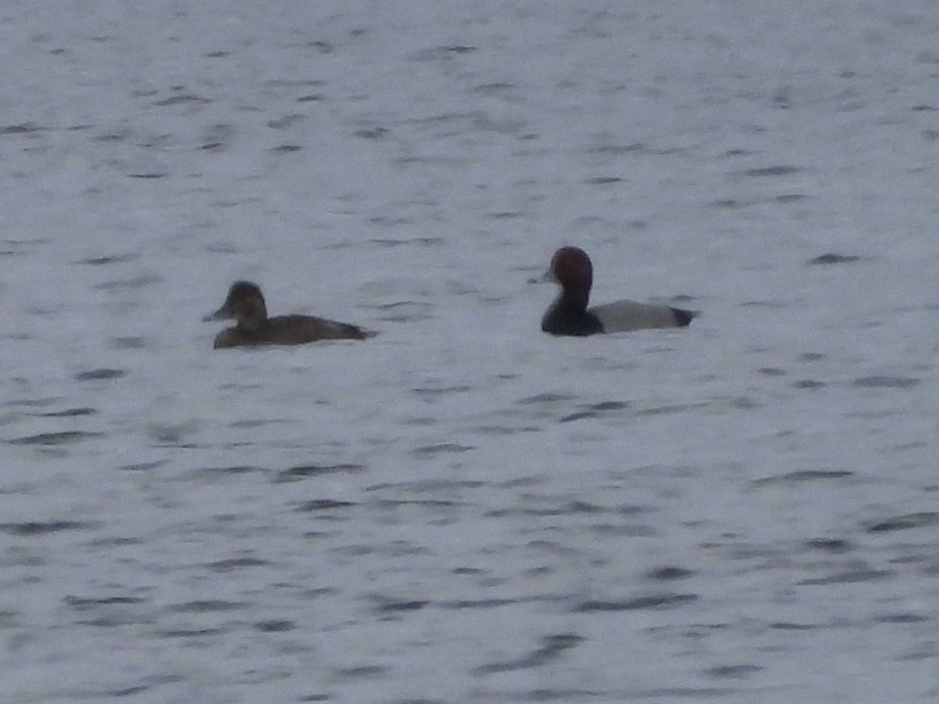 Murgilari burugorria - ML646590377