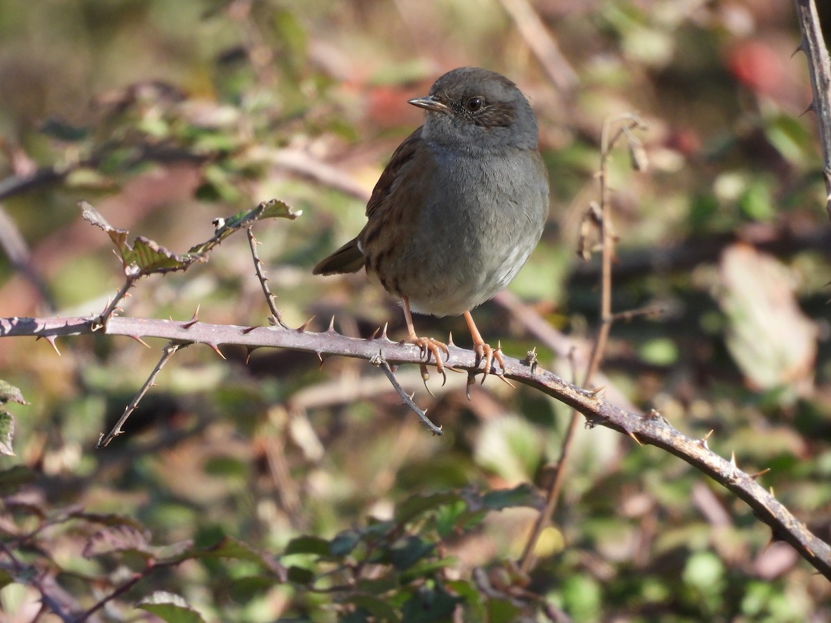 Dunnock - ML646590378