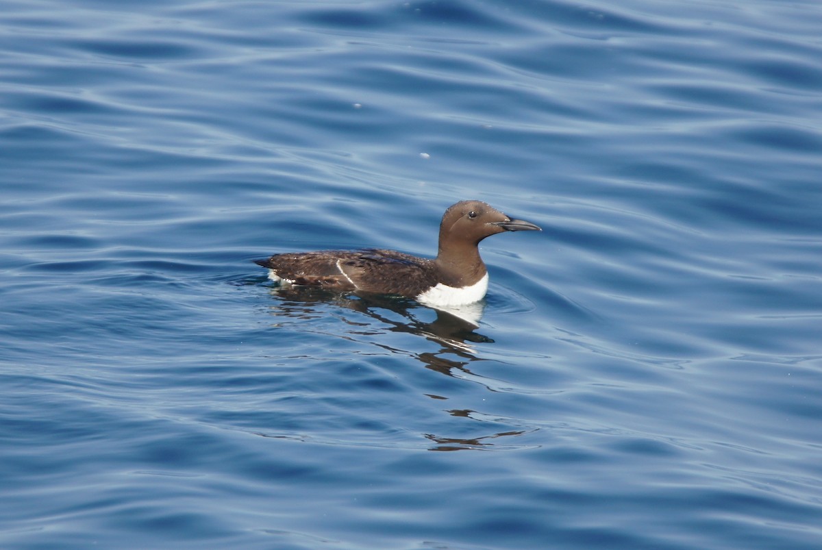 Common Murre - ML646590379