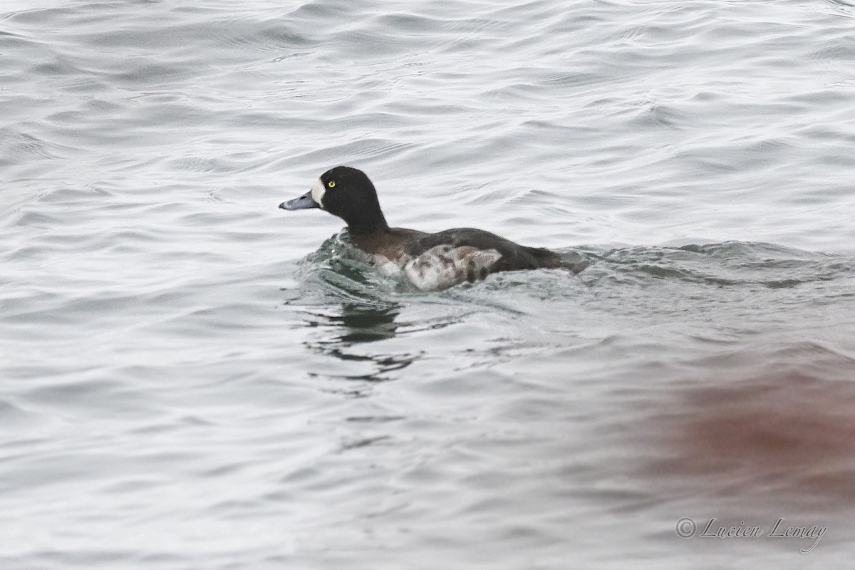 Морская чернеть - ML646590380