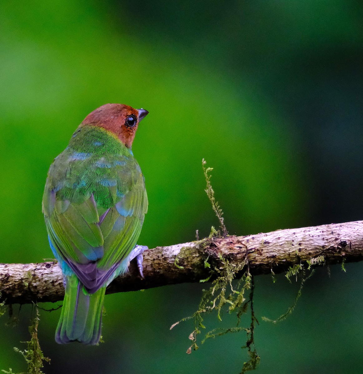 Bay-headed Tanager - ML646590381
