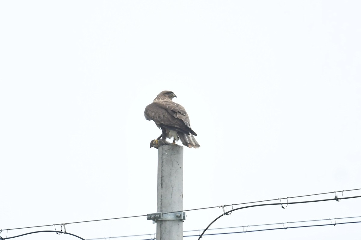 Busardo Mongol - ML646590387