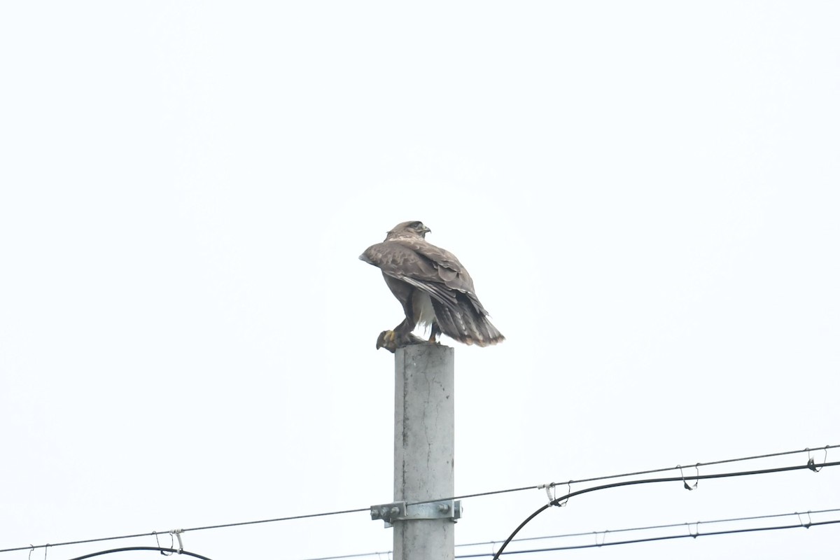 Busardo Mongol - ML646590388