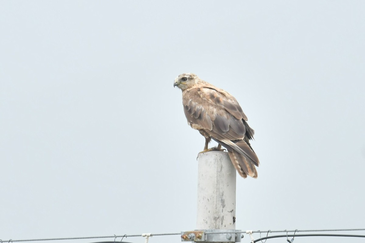 Busardo Mongol - ML646590390