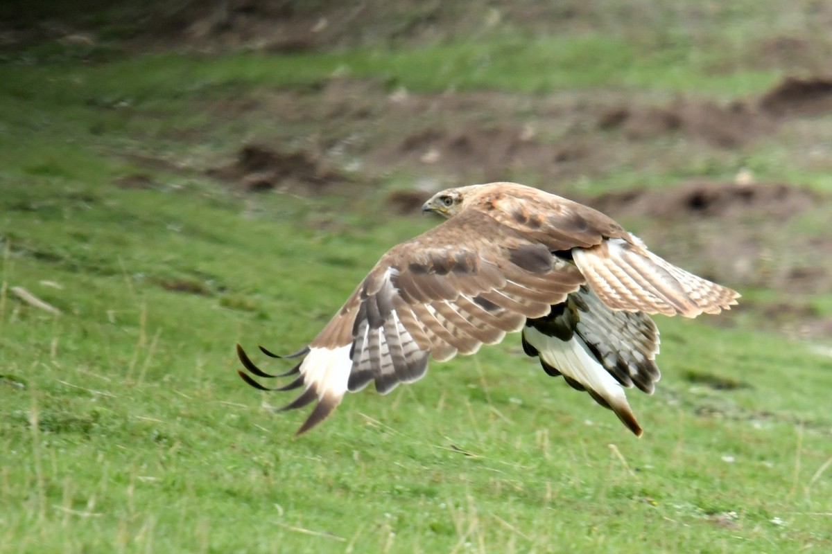 Busardo Mongol - ML646590391