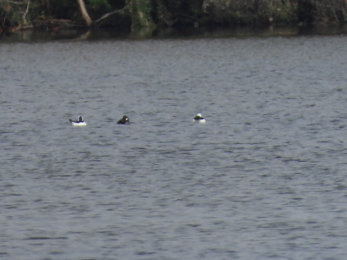 Murgilari buruzuria - ML646590392