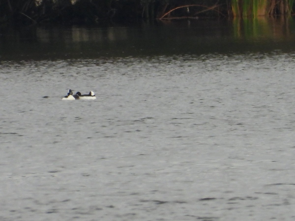 Murgilari buruzuria - ML646590393