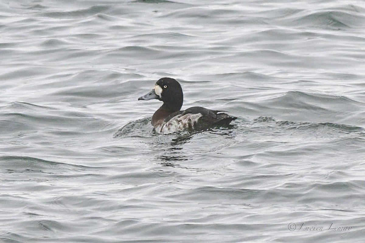 Морская чернеть - ML646590394