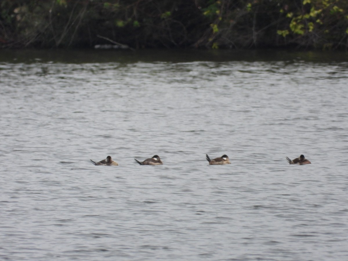 Ahate herdoiltsua - ML646590395