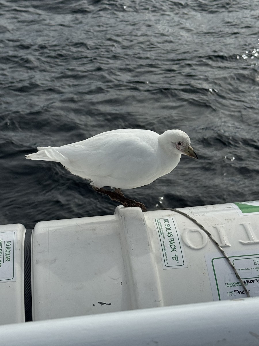 Chionis blanc - ML646590397