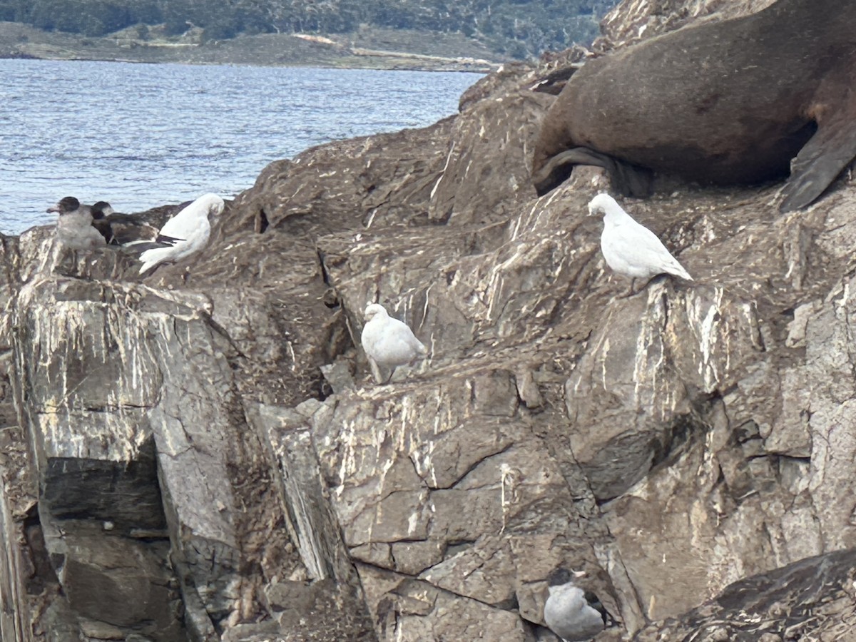 Chionis blanc - ML646590398