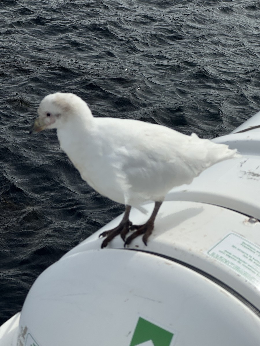 Chionis blanc - ML646590399