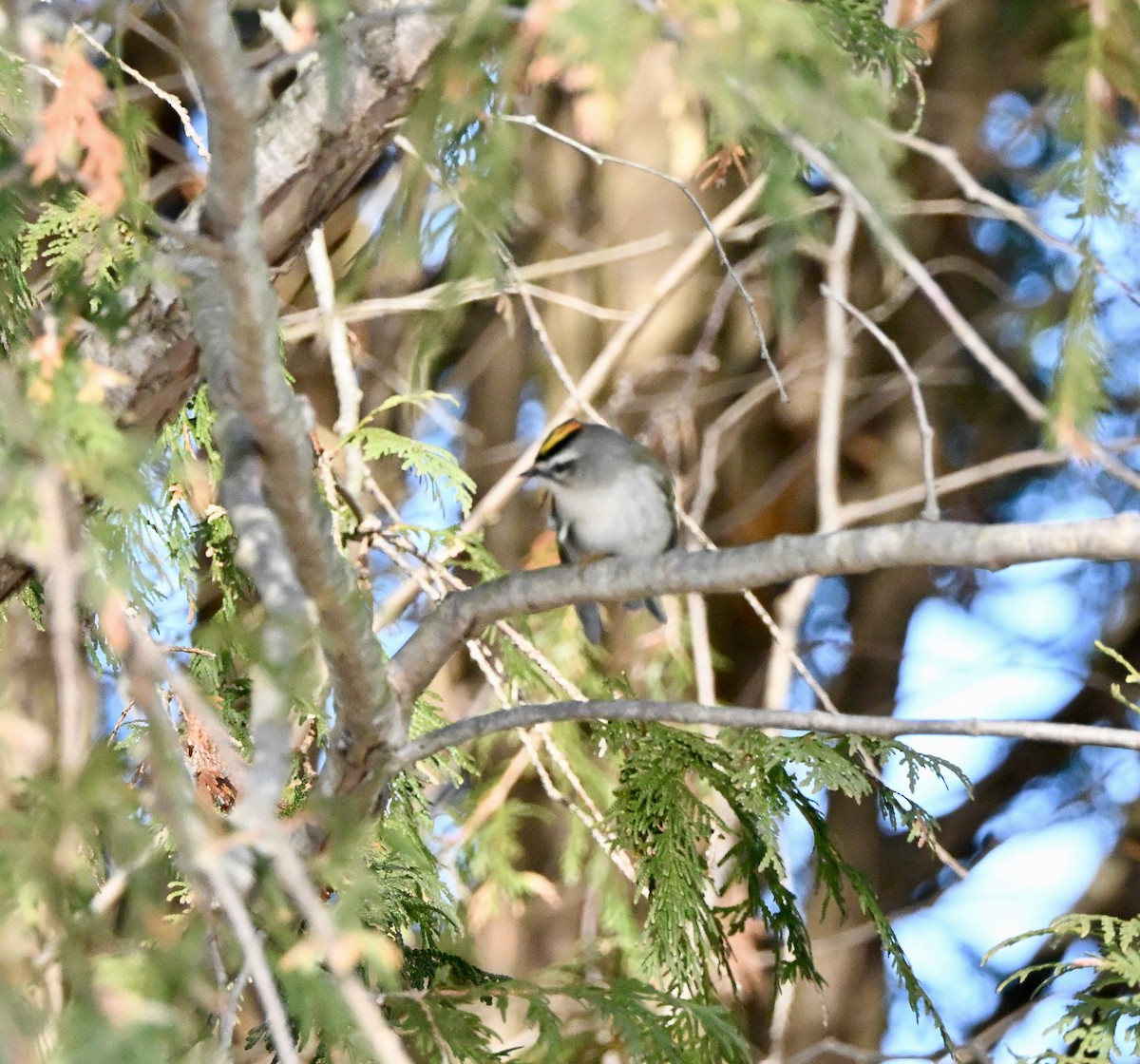 Golden-crowned Kinglet - ML646590400