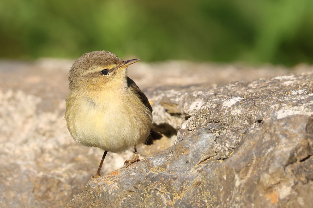 budníček kanárský - ML646590401