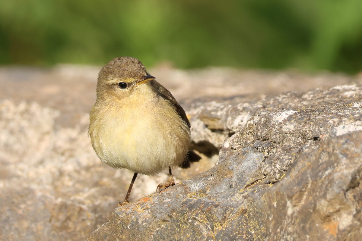 budníček kanárský - ML646590402