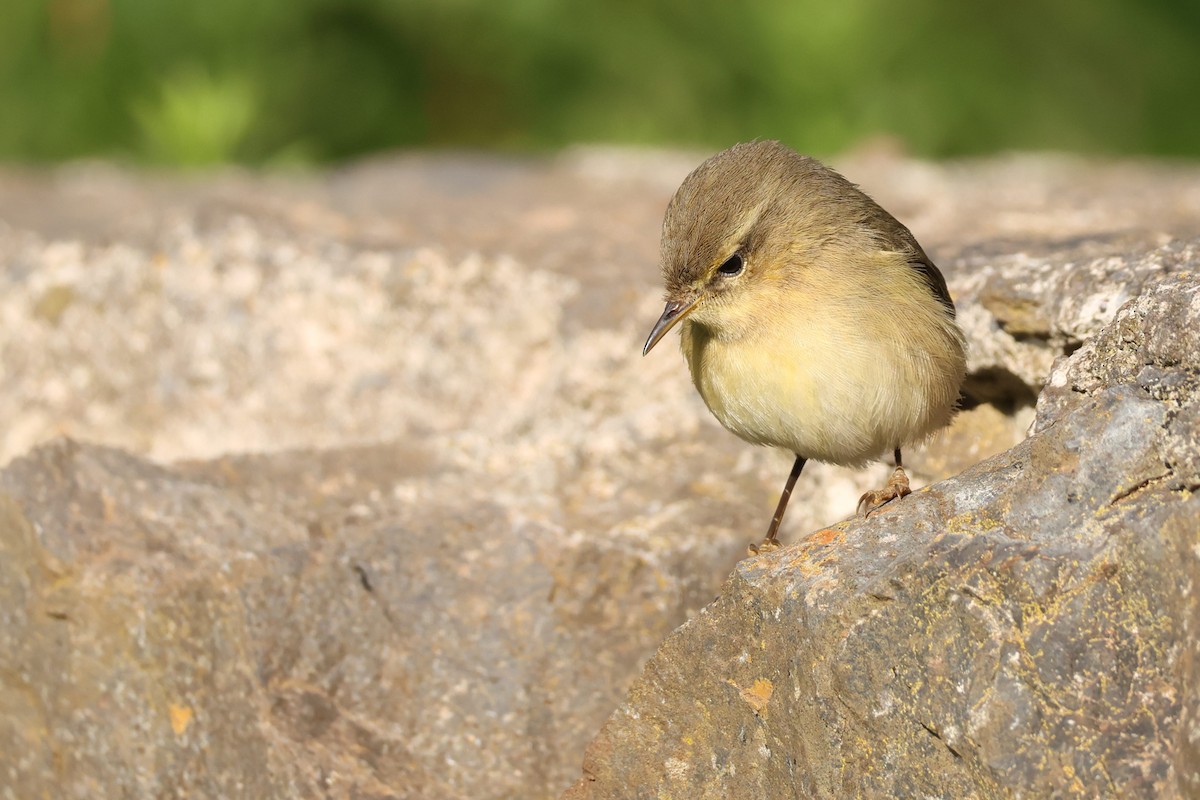 budníček kanárský - ML646590403