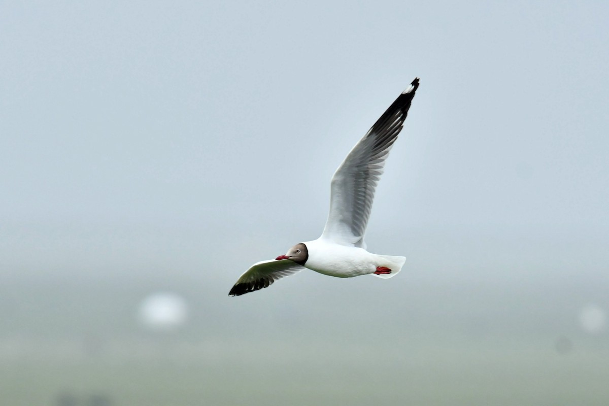 Brown-headed Gull - ML646590406
