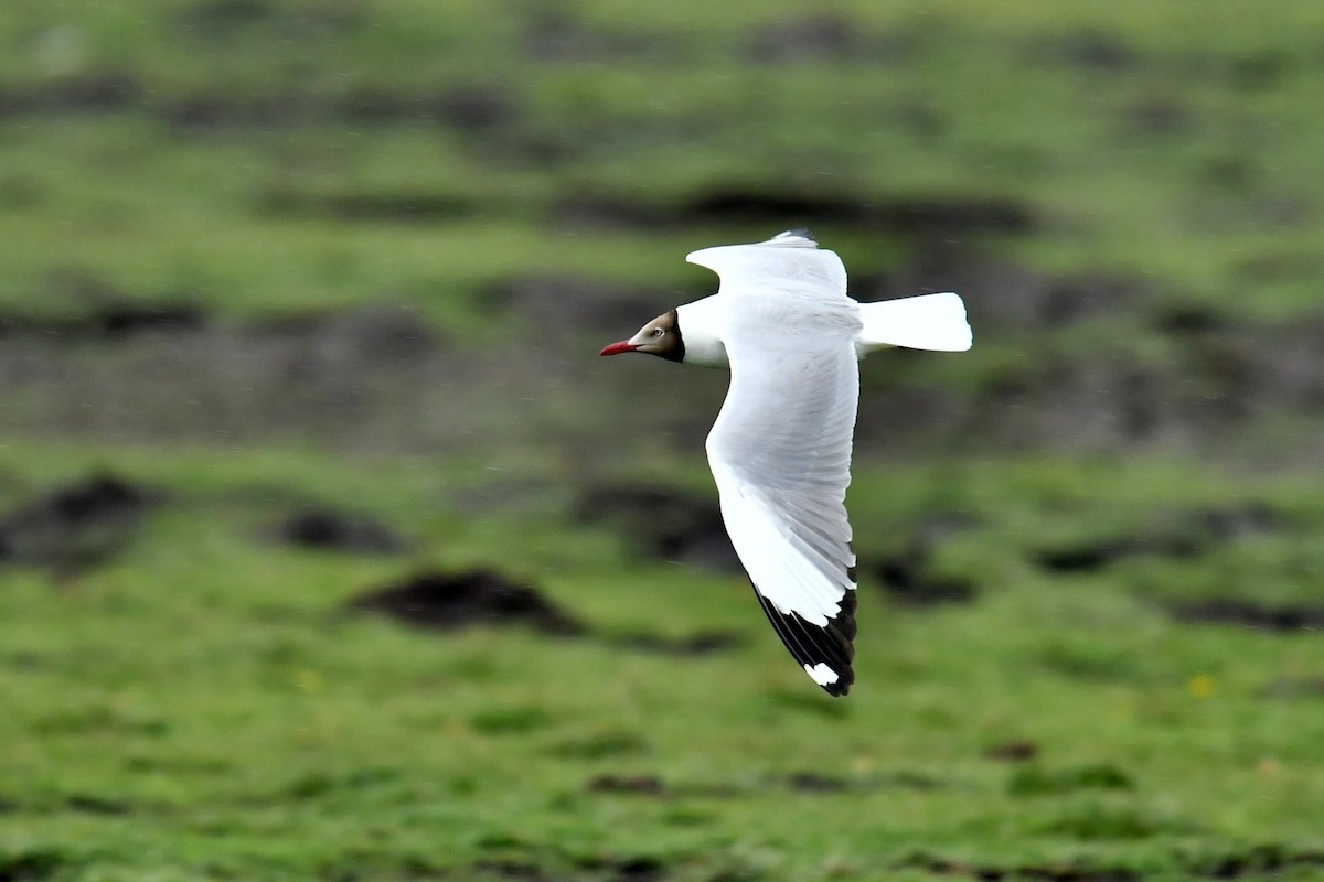 Brown-headed Gull - ML646590407