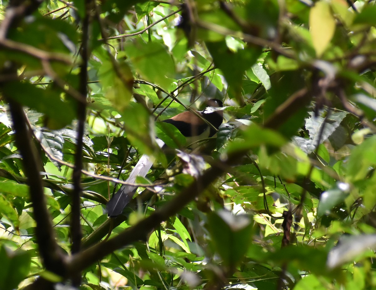 Témia à ventre blanc - ML646590408