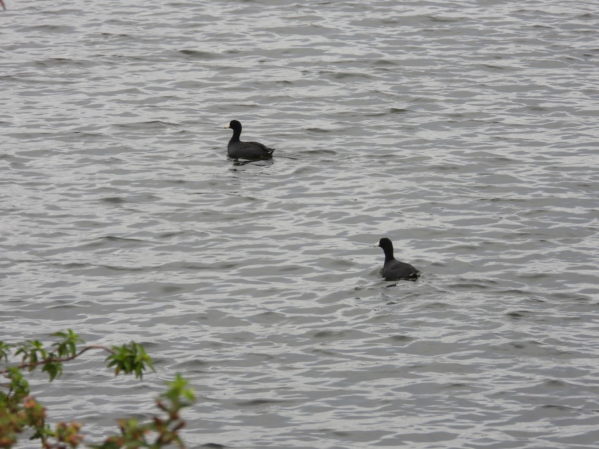 Kopetazuri amerikarra - ML646590409