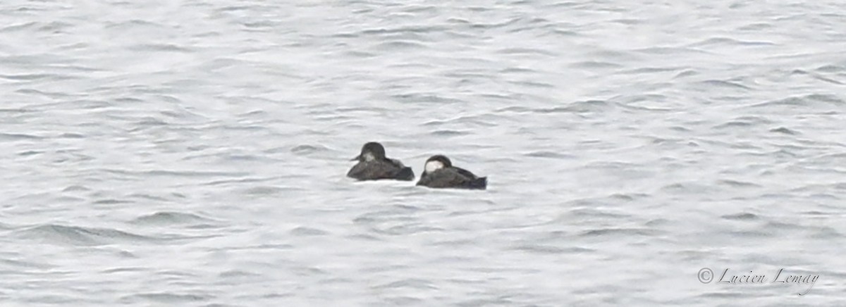 Pazifiktrauerente - ML646590410