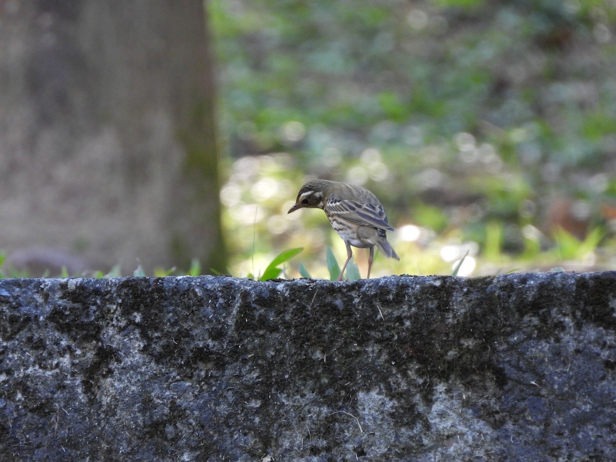 Olive-backed Pipit - ML646590412