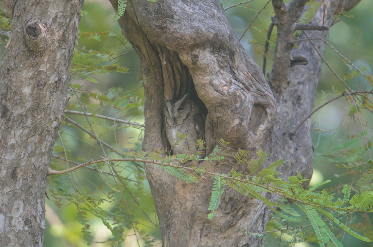 Indian Scops-Owl - ML646590413