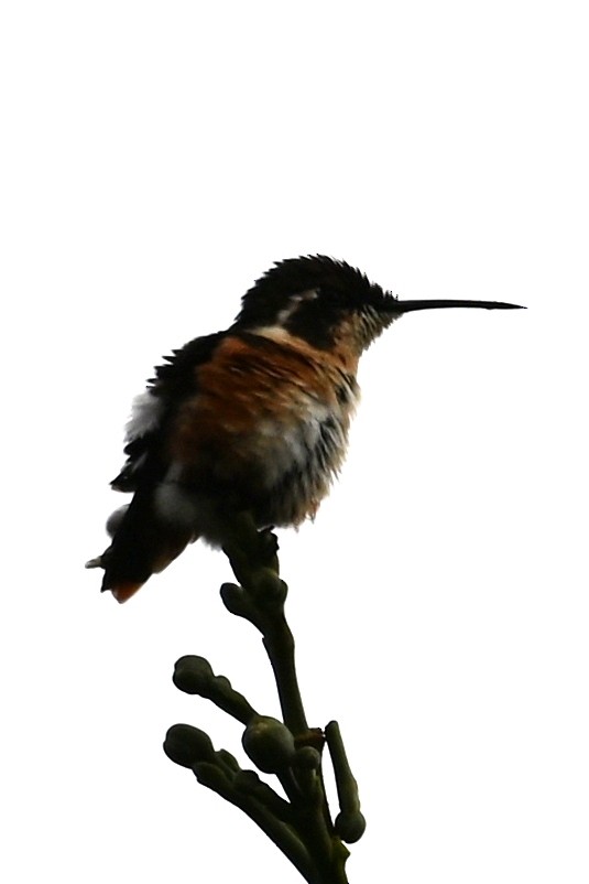 Ak Göbekli Ormanyıldızı - ML646590414