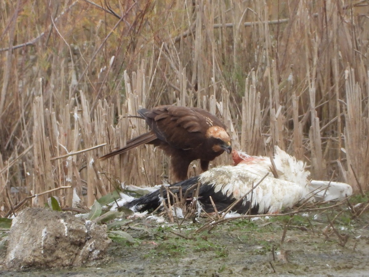 Western Marsh Harrier - ML646590415