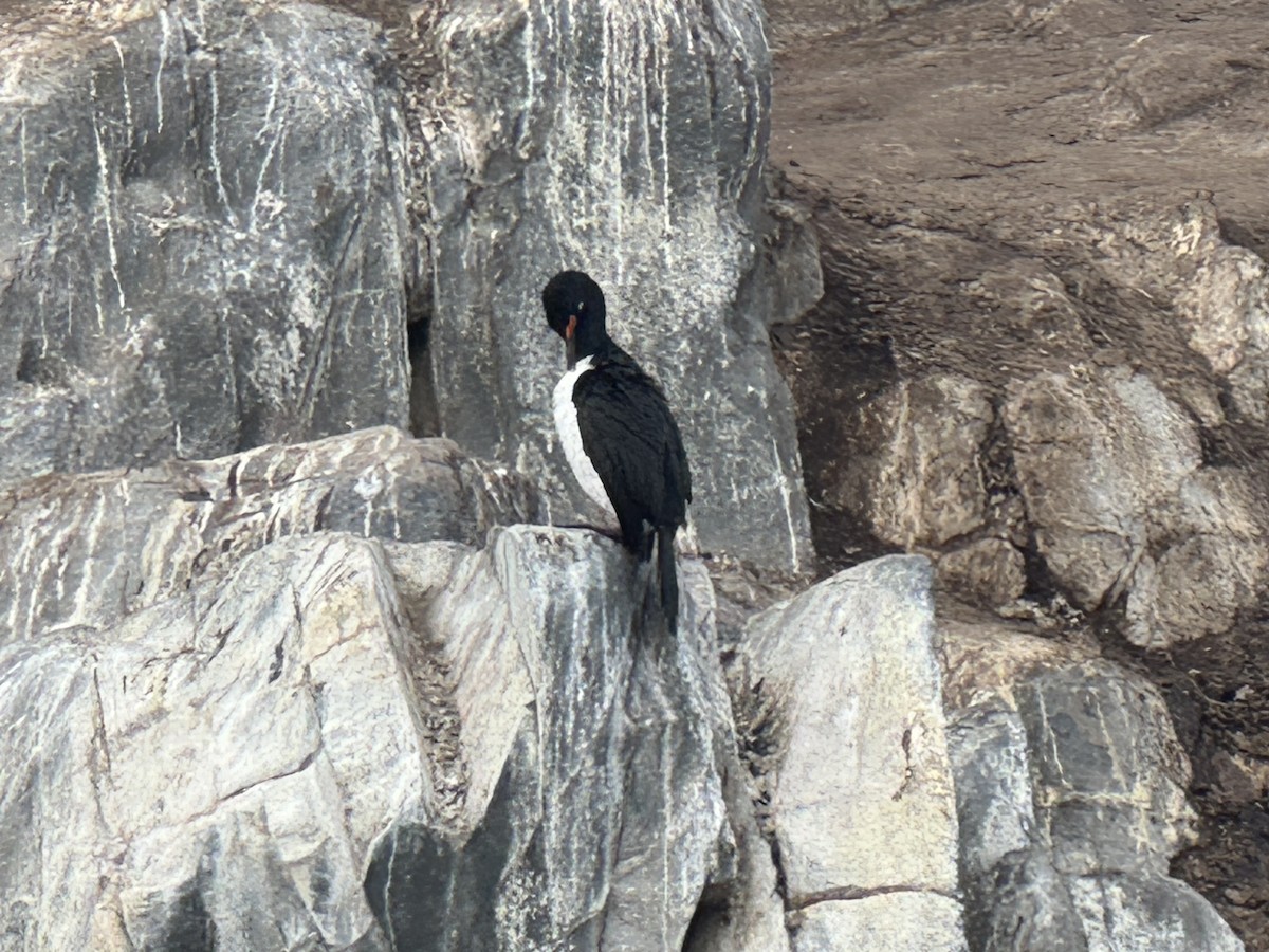 Cormoran de Magellan - ML646590416