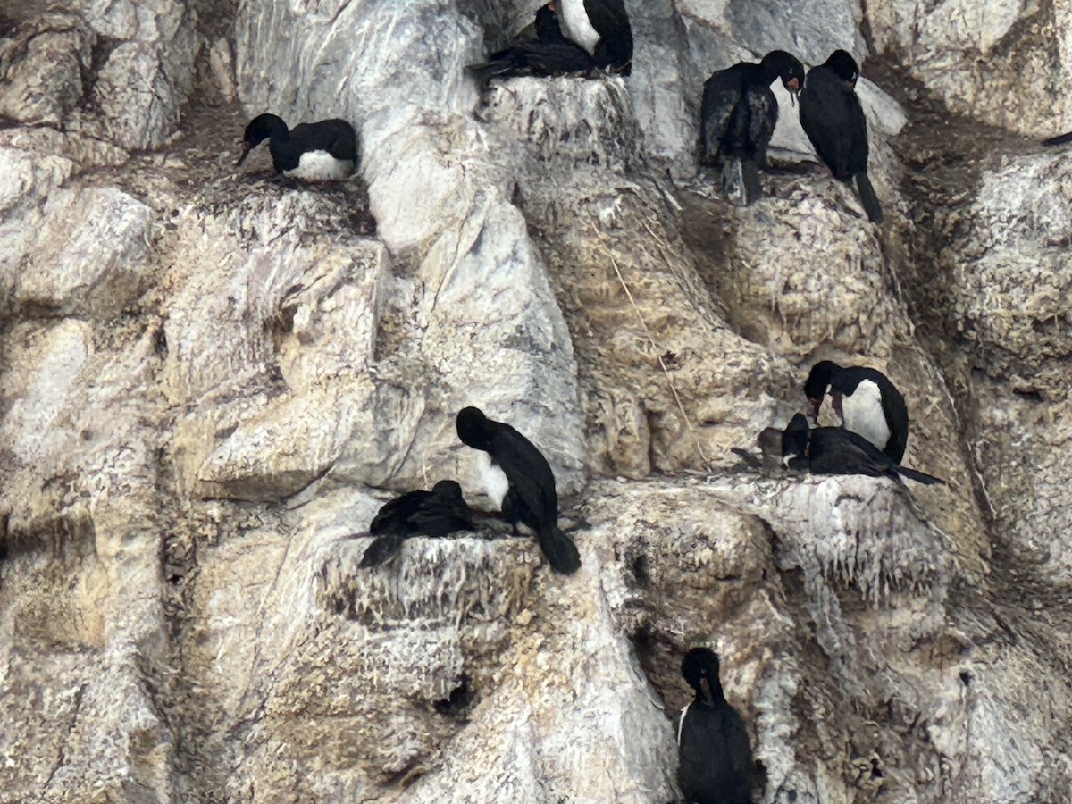 Cormoran de Magellan - ML646590417