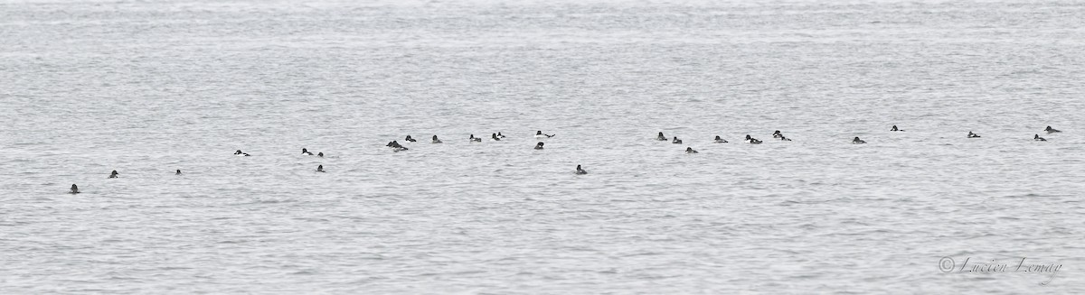 עבראש ירוק - ML646590419