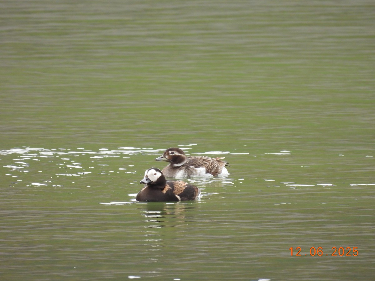 Морянка - ML646590420