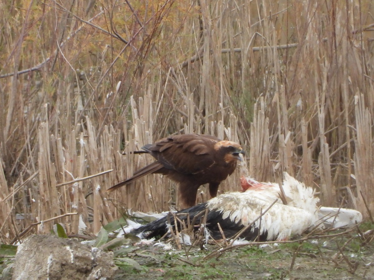 Western Marsh Harrier - ML646590421