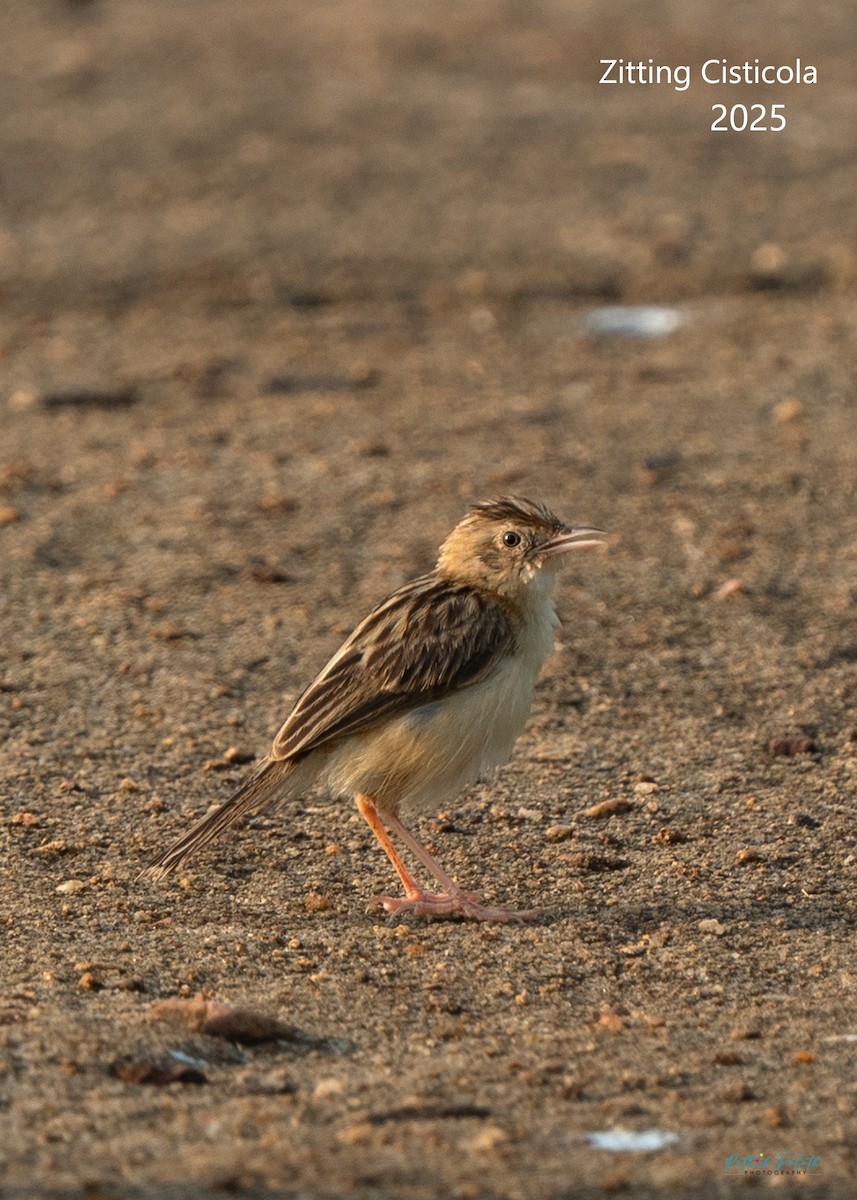 Zitting Cisticola - ML646590422