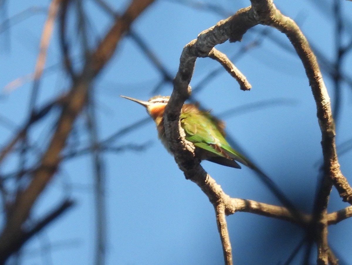 Madagaskar Arıkuşu - ML646590423