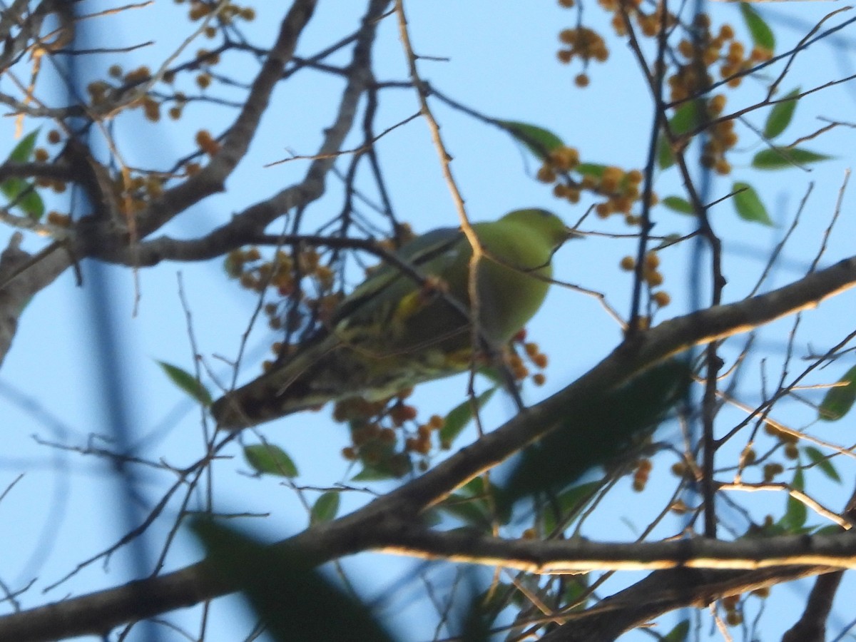 Madagascar Green-Pigeon - ML646590424
