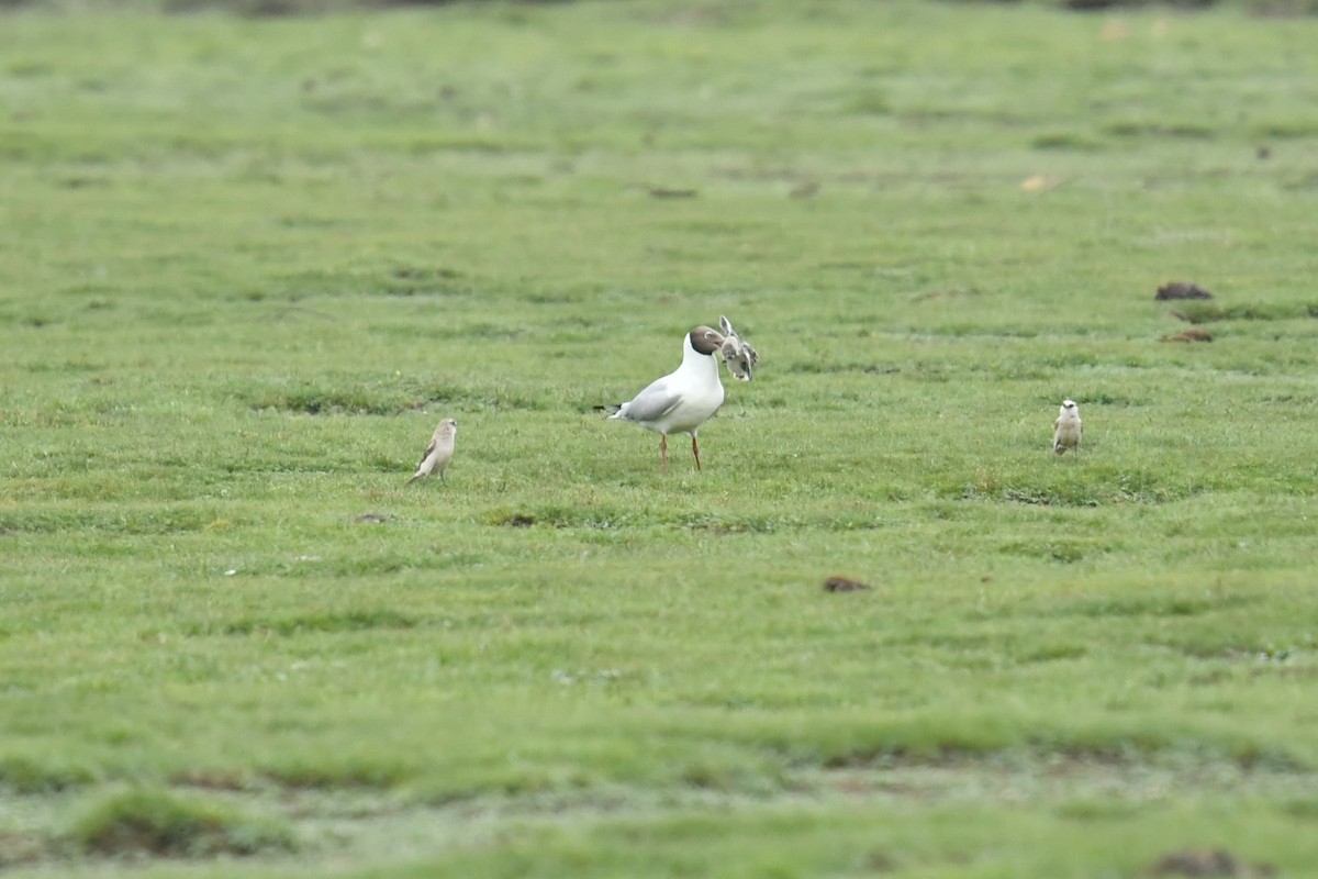 Brown-headed Gull - ML646590425
