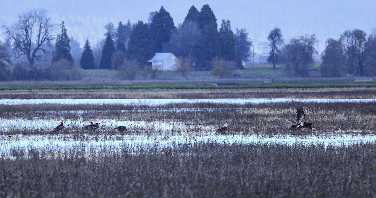 Bald Eagle - ML646590426