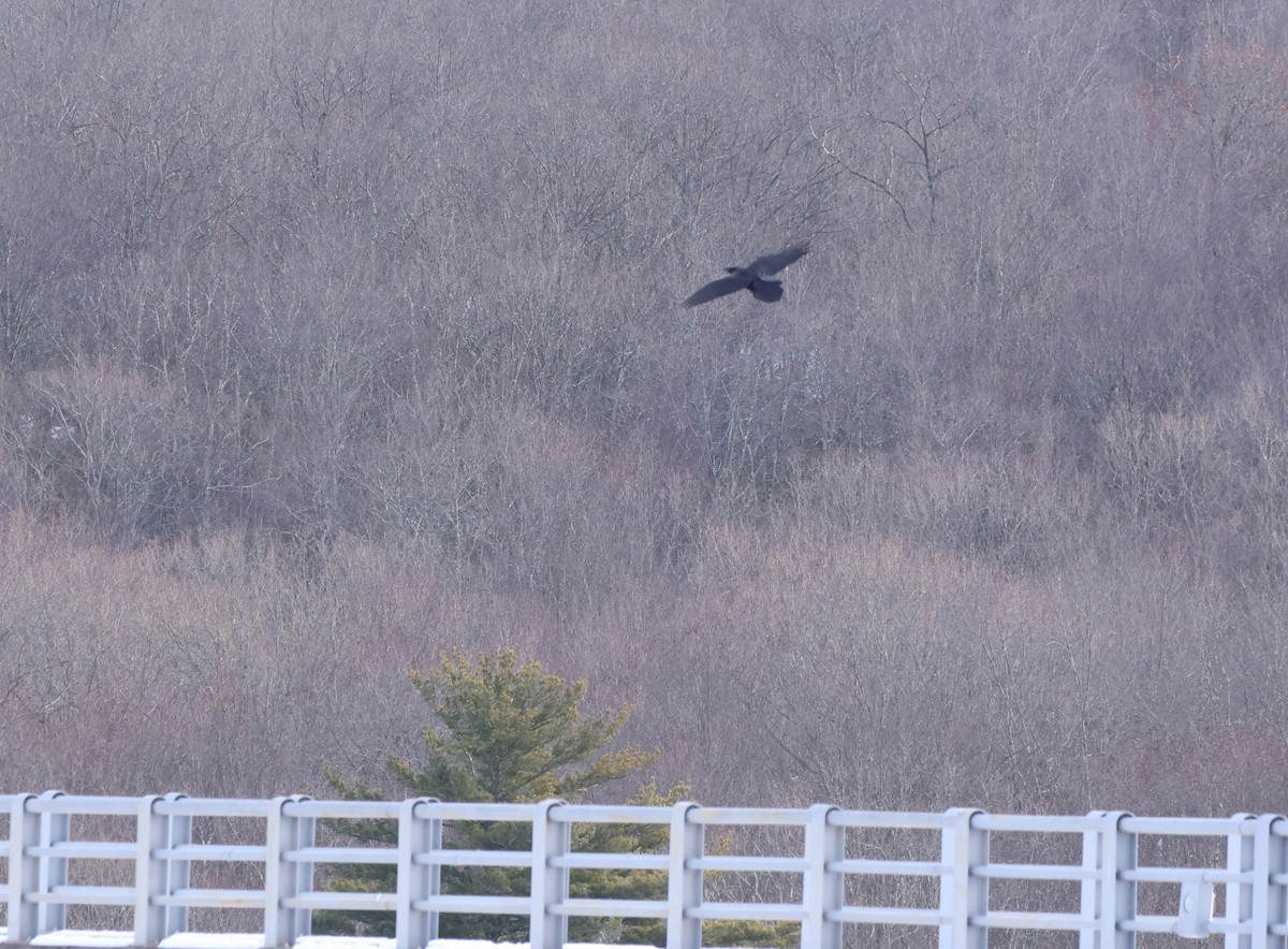 Common Raven - ML646590427