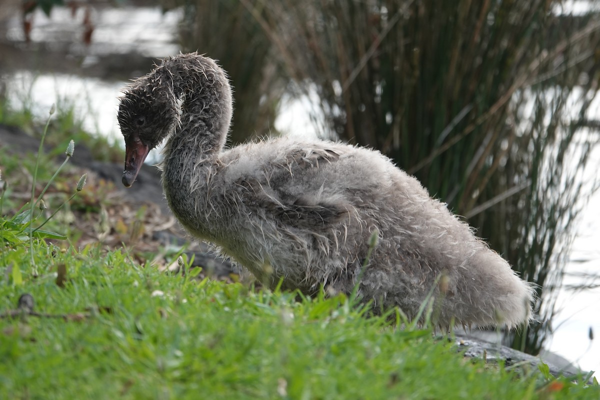 Black Swan - ML646590428