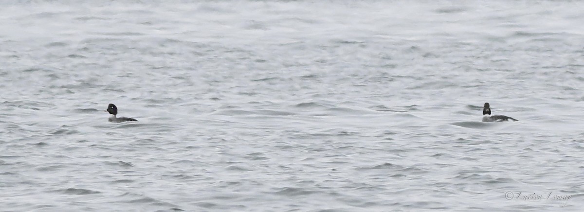 עבראש איסלנדי - ML646590429